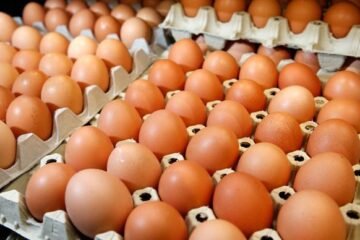 Fresh Table Chicken eggs